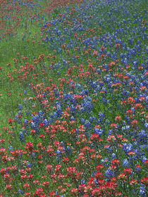 Paintbrush and Bluebonnets make a pattern in the meadow, Hil... von Danita Delimont