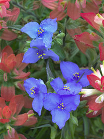 Close-up of Spiderwort with paintbrushes, Texas, USA von Danita Delimont