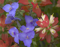 Close-up of Spiderwort and paintbrushes, Texas, USA von Danita Delimont