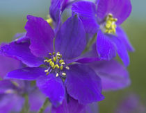 Close-up of Delphinium by Danita Delimont