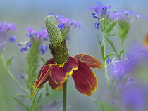 Prairie coneflower, Texas, USA by Danita Delimont