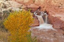 USA, Utah, Capitol Reef National Park by Danita Delimont