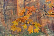 USA, Utah, Zion National Park by Danita Delimont