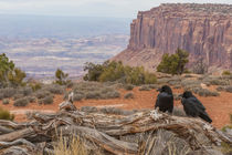 USA, Utah, Canyonlands National Park von Danita Delimont