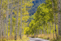 USA, Utah, Uinta Mountains by Danita Delimont