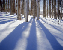 USA, Utah, Dixie National Forest, Aspens in winter von Danita Delimont