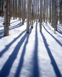 USA, Utah, Dixie National Forest, Aspen von Danita Delimont