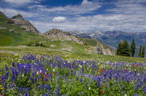 Aster, Lupine, Bistort, and Indian Paintbrush, Mount Timpano... von Danita Delimont