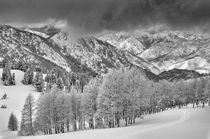 Evergreens and rimed Aspen trees in a snow storm near Gobble... by Danita Delimont