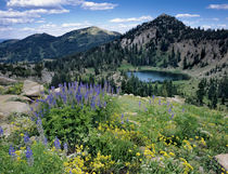 Wildflowers and view of Lake Catherine from Catherines Pass,... by Danita Delimont