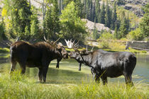 Moose in Uintah Wasatch Cache National Forest, Utah von Danita Delimont