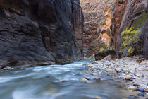 USA, Utah, Zion National Park by Danita Delimont