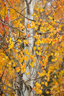 Utah, Dixie National Forest, aspen forest along Highway 12 by Danita Delimont