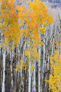 Utah, Dixie National Forest, aspen forest along highway 12 von Danita Delimont