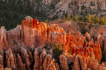 Bryce Canyon National Park Utah, USA. von Danita Delimont
