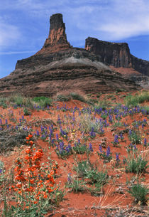 USA, Utah, Canyonlands National Park, Dead Horse Point State... by Danita Delimont