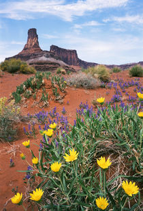 USA, Utah, Canyonlands National Park, Dead Horse Point State... von Danita Delimont