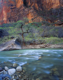 Zion National Park, Utah von Danita Delimont