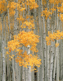 USA, Utah, Aspen grove in autumn on Fish Lake Plateau near F... by Danita Delimont