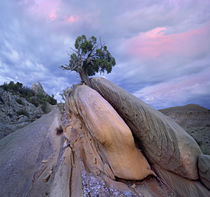 Juniper tree in Split rock, Dinosaur National Monument, Utah von Danita Delimont