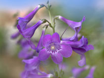 Close-up of Sidebells Penstemon, Utah USA by Danita Delimont