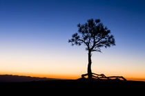 Before sunrise at Bryce Canyon National Park von Danita Delimont