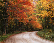 USA, Vermont, Green Mountain National Forest, Road through a... by Danita Delimont