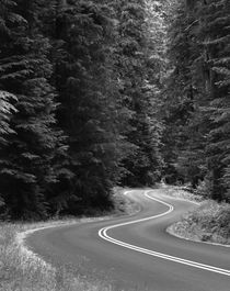 USA, Washington State, Olympic National Park, Road through g... von Danita Delimont
