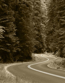 USA, Washington State, Olympic National Park, Road through g... by Danita Delimont