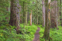 USA, Washington, Olympic National Park von Danita Delimont