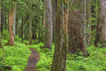 USA, Washington, Olympic National Park von Danita Delimont