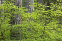 USA, Washington, Olympic National Park by Danita Delimont