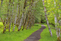 USA, Washington, Olympic National Park von Danita Delimont