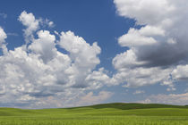 USA, Washington State, Palouse Hills by Danita Delimont