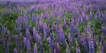 USA, Washington, Clallam County, Lupine by Danita Delimont