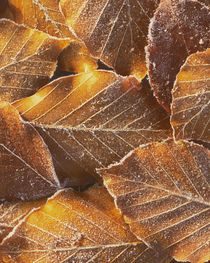 USA, Washington, John Finch Arboretum, Frost on Beech Leaves by Danita Delimont