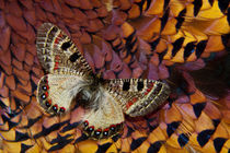 Apollo Butterfly on Ring-Necked Pheasant Feather Design von Danita Delimont