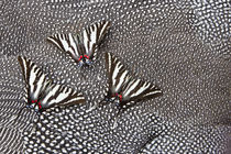 North American Zebra Swallowtail Butterflies on Helmeted Gui... von Danita Delimont