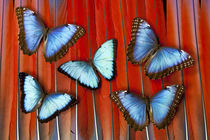 Five Blue Morpho Butterflies on Macau Tail Feather Design by Danita Delimont