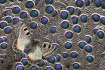 Apollo Butterfly on Grey Peacock Pheasant Feather Design von Danita Delimont