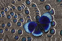 Peruvian Asterope Butterfly on Grey Peacock Pheasant Feather Design von Danita Delimont