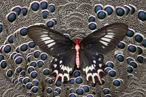 Female Bat Winged Butterfly on Grey Peacock Pheasant Feather Design by Danita Delimont