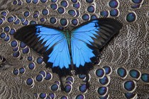 Blue Mountain Butterfly on Grey Peacock Pheasant Feather Design von Danita Delimont