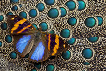 Single Butterfly on Malayan Peacock-Pheasant Feather Design von Danita Delimont