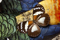 Forest Queen Butterfly on Lady Amherst Pheasant Feather Design von Danita Delimont