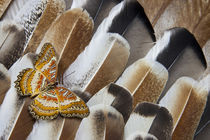 Lacewing Butterfly on Turkey Feather Design von Danita Delimont