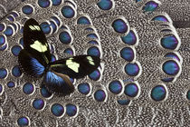 Heliconius Longwing Butterfly on Grey Peacock Pheasant Feather Design by Danita Delimont