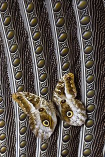 Owl Butterfly on Argus Wing Feathers by Danita Delimont