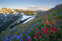 Washington state. A profusion of Indian Paintbrush and Lupin... by Danita Delimont