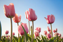 Pink tulips, Skagit County, Washington by Danita Delimont